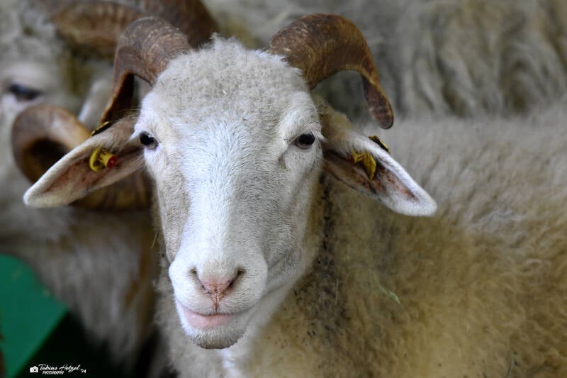 Waldschaf | Wildpark Hundshaupten, Egloffstein | 08.08.2021
