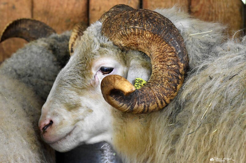 Waldschaf | Wildpark Hundshaupten, Egloffstein | 08.08.2021