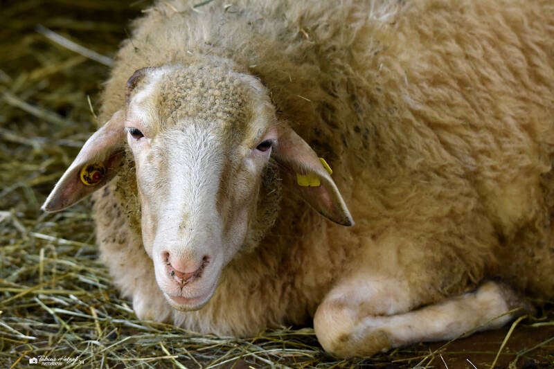 Waldschaf | Wildpark Hundshaupten, Egloffstein | 08.08.2021