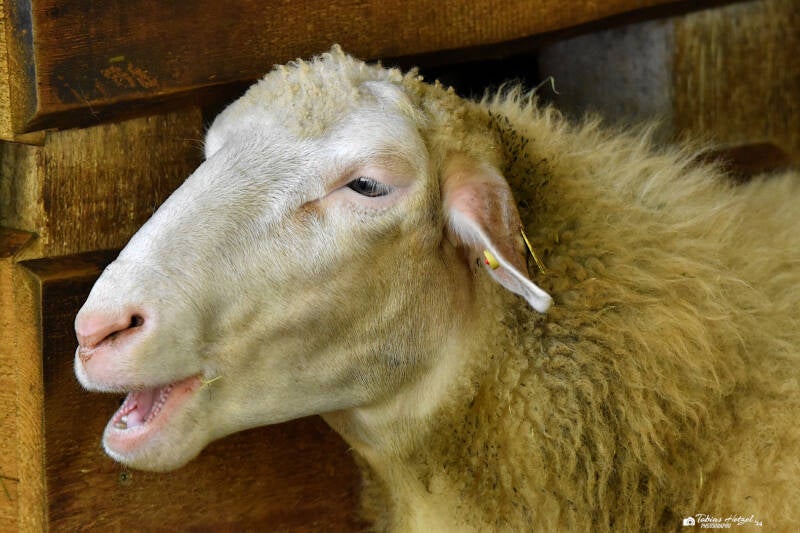 Waldschaf | Wildpark Hundshaupten, Egloffstein | 08.08.2021