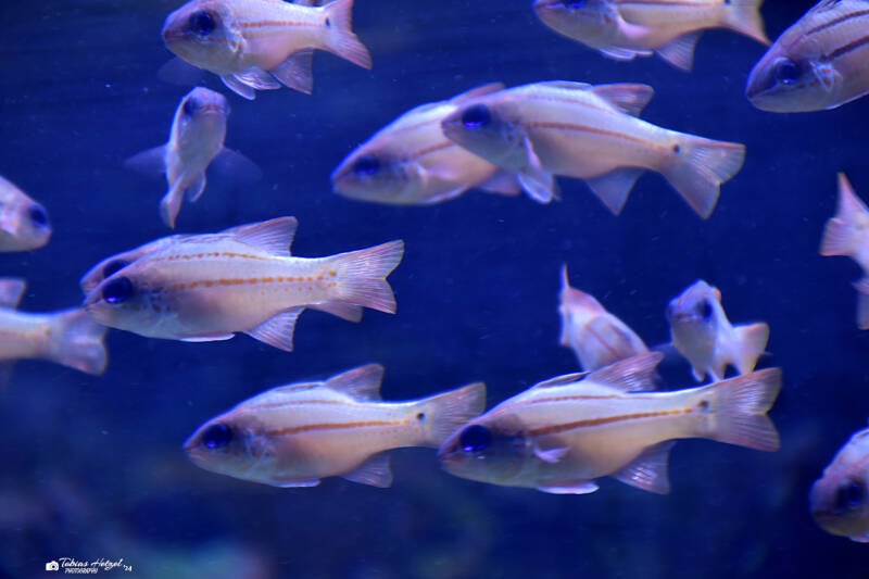 Wangenpunkt-Kardinalbarsch | Burgers Zoo, Arnhem | 07.07.2021