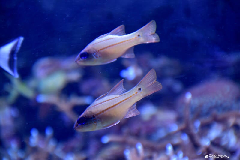 Wangenpunkt-Kardinalbarsch | Burgers Zoo, Arnhem | 07.07.2021