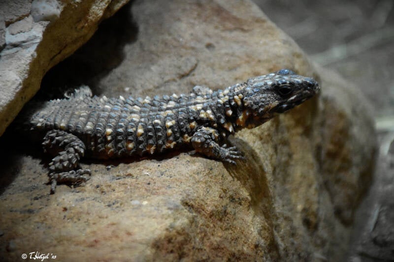 Warrens Gürtelschweif