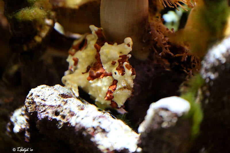 Warzenanglerfisch | Tiergarten Nürnberg | 30.03.2019