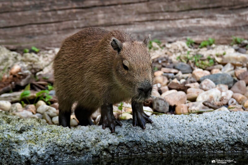 Wasserschwein | Zoo Prag | 18.08.2024