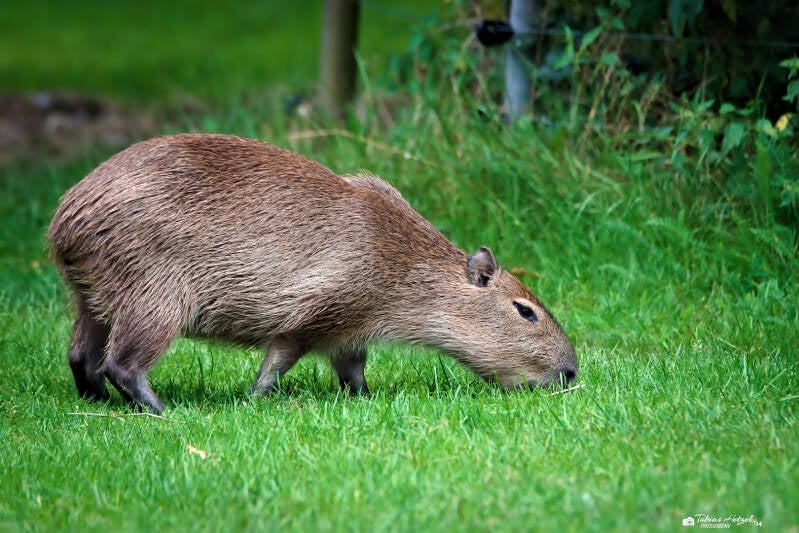 Wasserschwein | TIer- und Freizeitpark Thüle | 03.08.2024