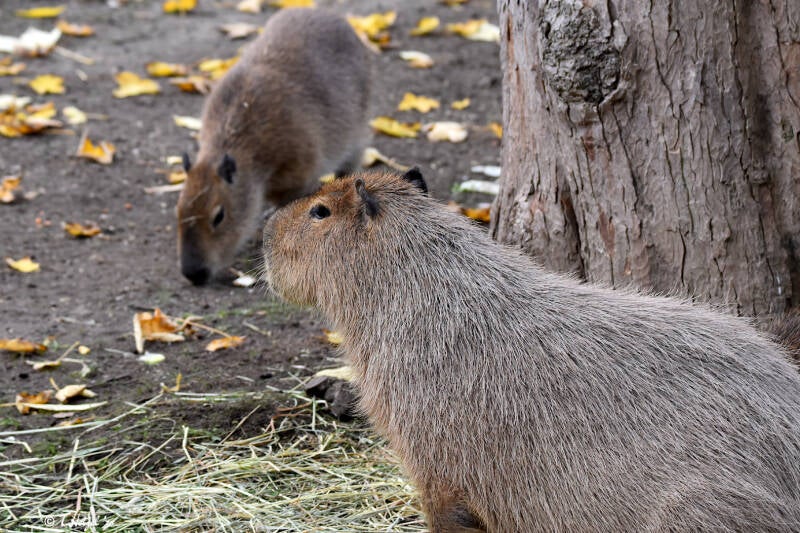 Wasserschwein | Zoo Leipzig | 20.10.2020