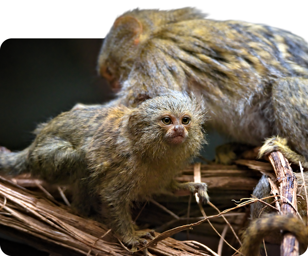 Weißbauch-Zwergseidenäffchen