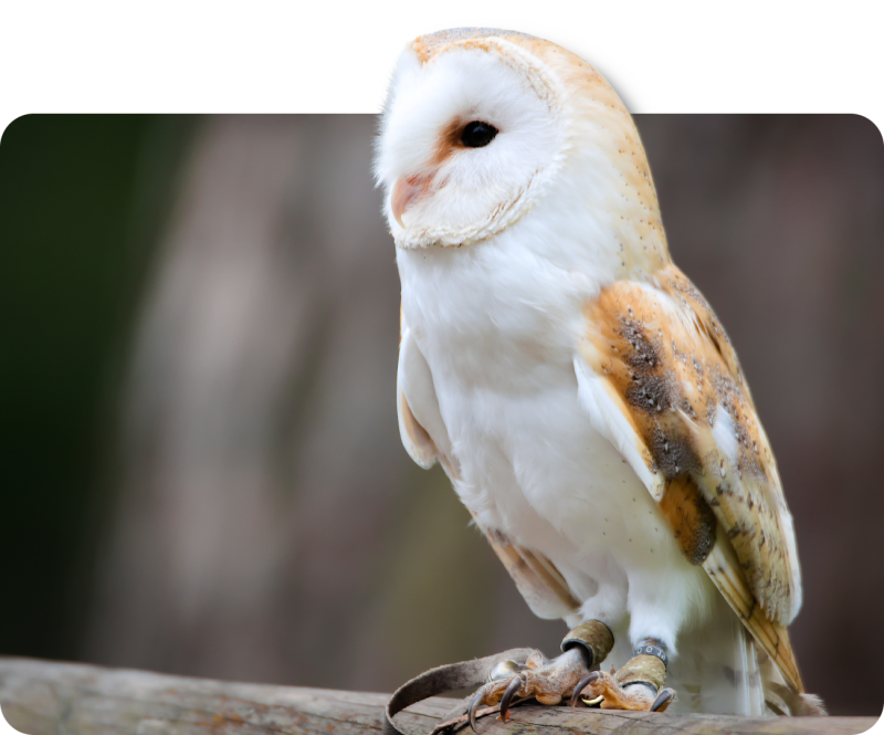 Weißbrüstige Schleiereule