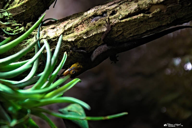 Weißkehlgecko | Akva Tera Plzen | 16.08.2024