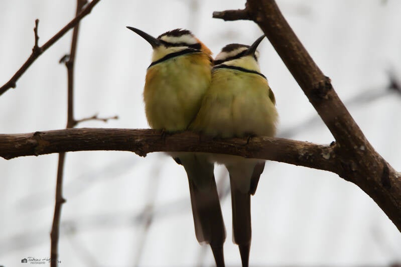 Weißkehlspint | Zoo Krefeld | 16.06.2024