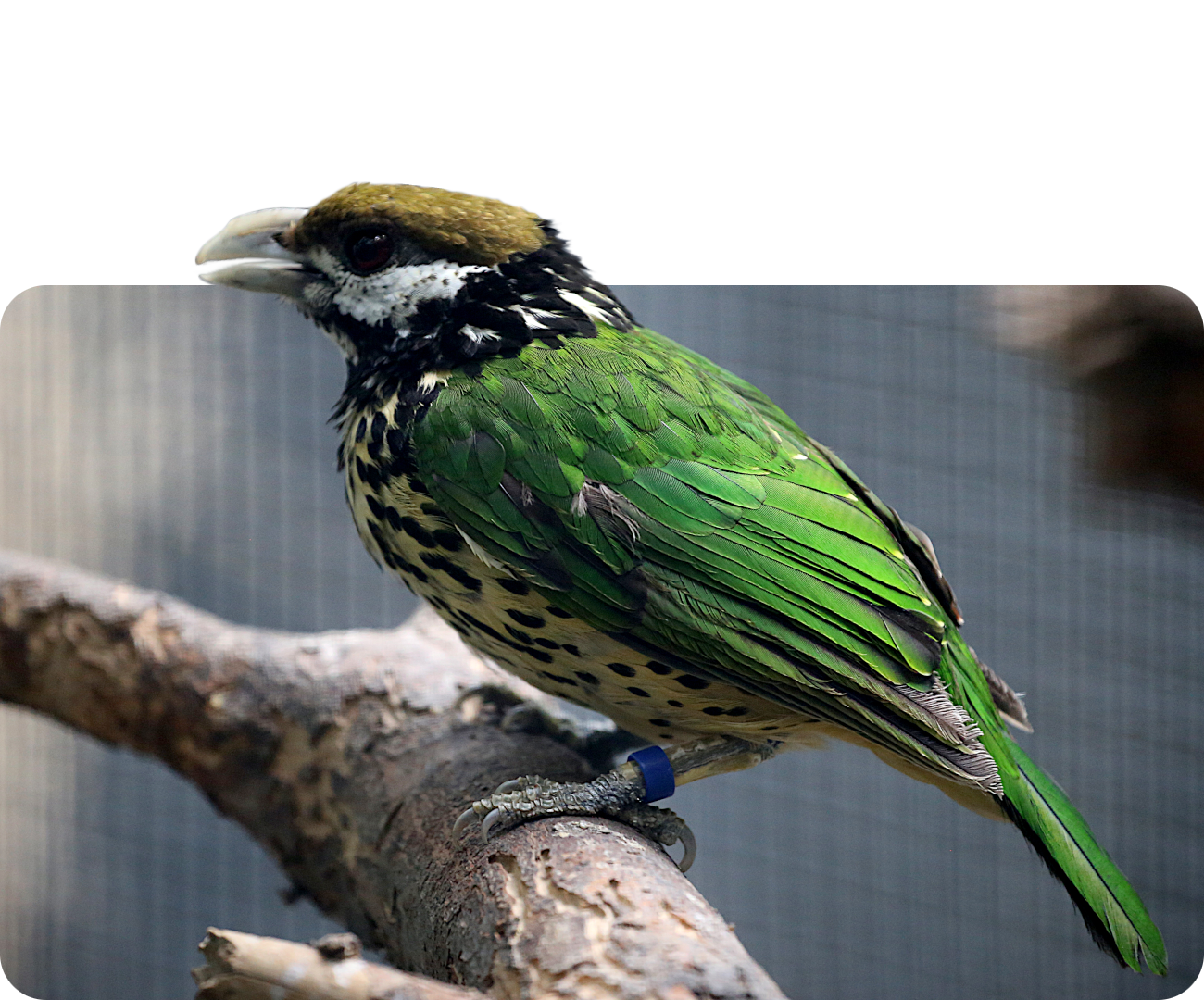 Weißohr-Laubenvogel (Nominatform)