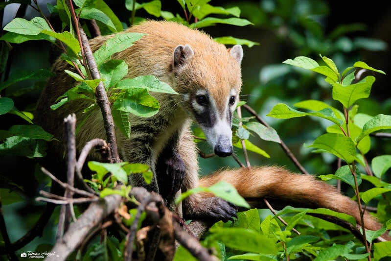 Weißrüssel-Nasenbär | Opel-Zoo Kronberg | 14.07.2024