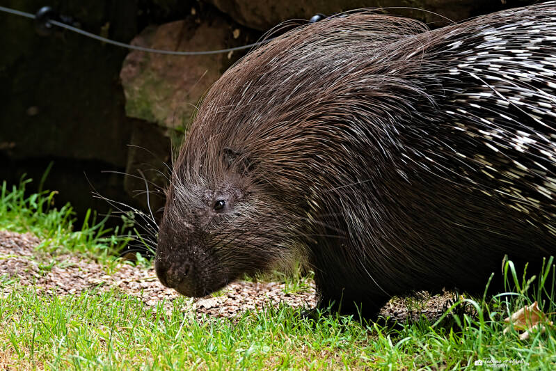Weißschwanz-Stachelschwein | Tierpark Hirschfeld | 13.07.2025