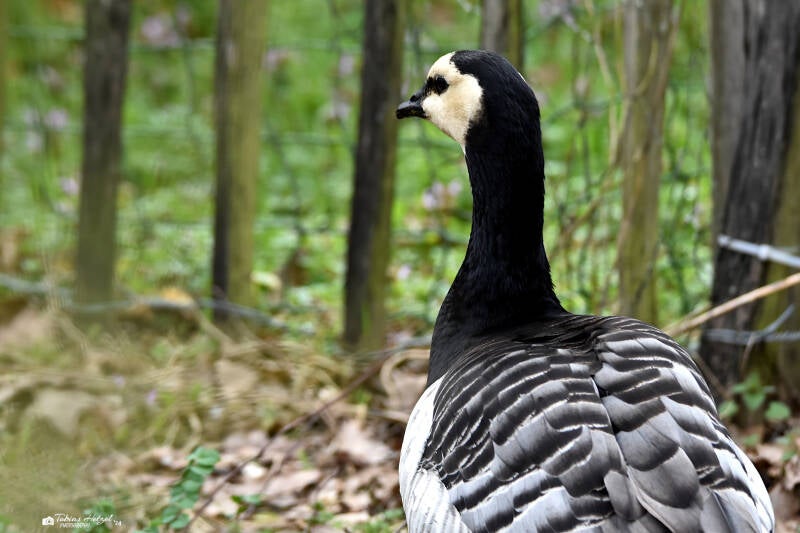 Weißwangengans | Vogelpark Viernheim | 24.03.2023