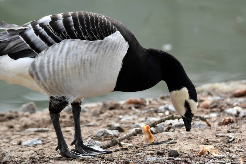 Weißwangengans | Vogelpark Viernheim | 24.03.2023