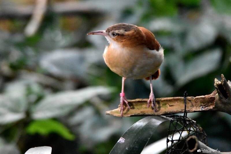 Weißbauchtöpfer | Zoo Wuppertal | 24.10.2021