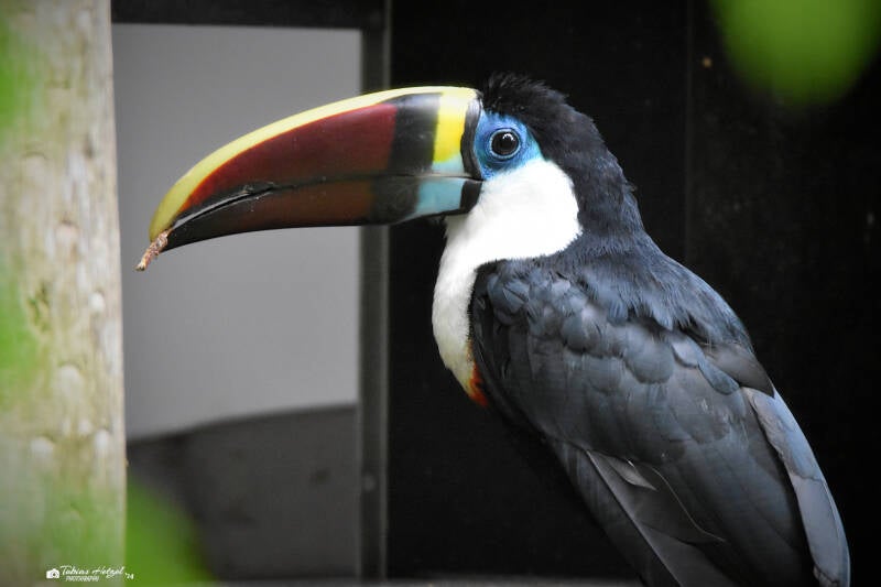 Weißbrusttukan (kein Unterartenstatus) | Ouwehands Dierenpark, Rhenen | 06.07.2021
