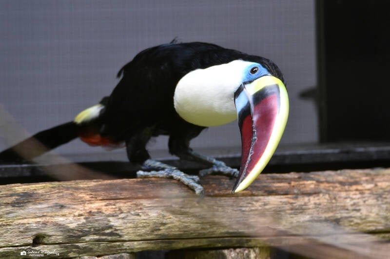 Weißbrusttukan (kein Unterartenstatus) | Ouwehands Dierenpark, Rhenen | 06.07.2021