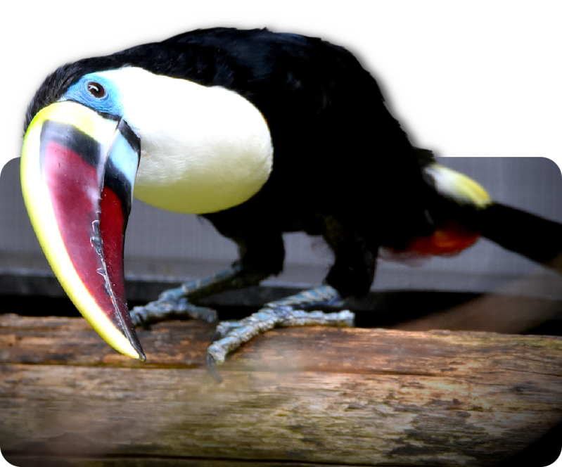 Weißbrusttukan (kein Unterartenstatus)