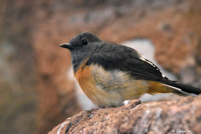 Weißbürzelschama (kein Unterartenstatus)