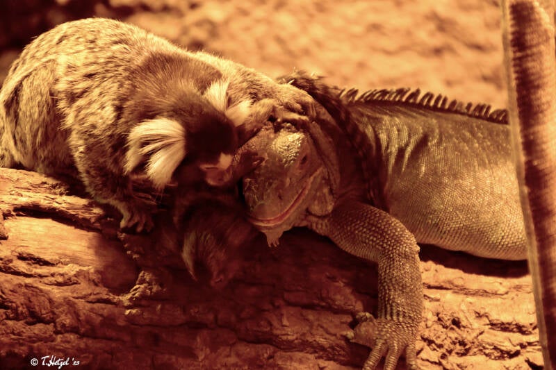 Weißbüscheläffchen