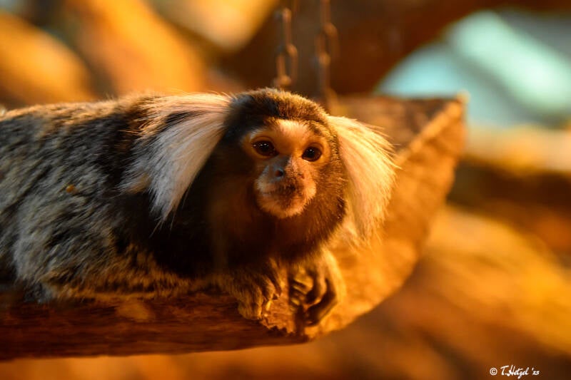 Weißbüscheläffchen