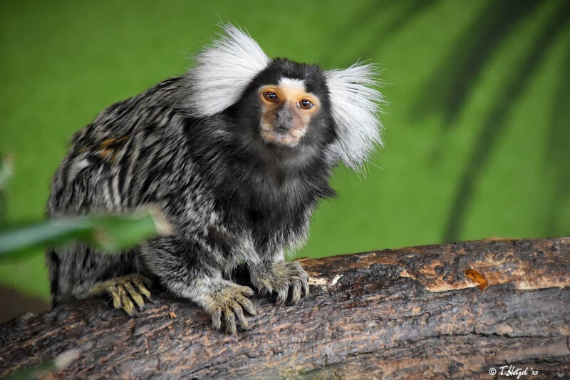 Weißbüscheläffchen | 10.03.2023