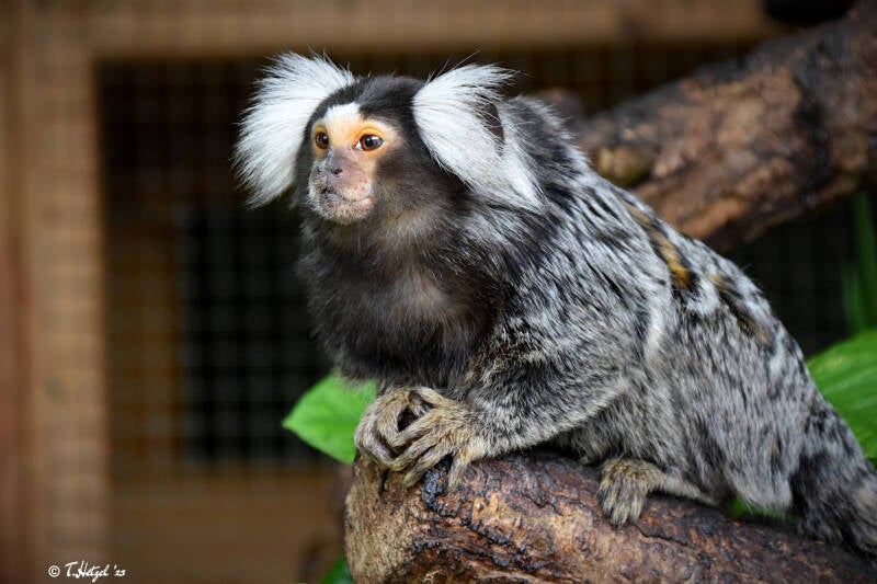 Weißbüscheläffchen | 10.03.2023