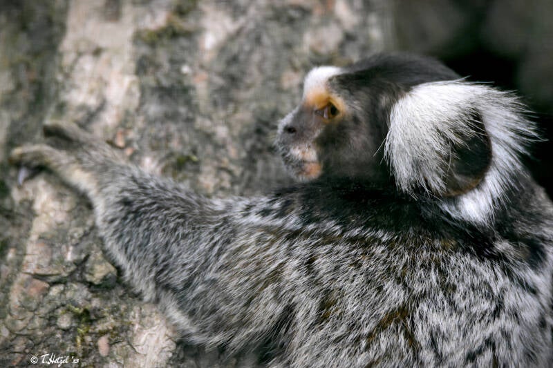 Weißbüscheläffchen | Tiergarten Kleve | 07.07.2021