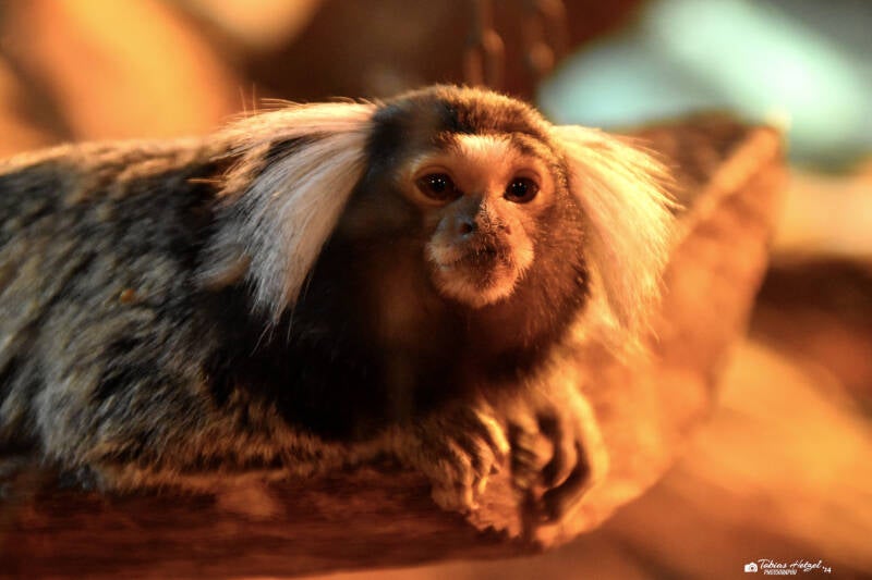 Weißbüscheläffchen | Reptilium Landau | 09.12.2023