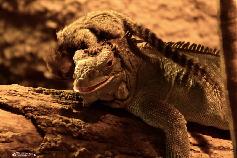 Weißbüscheläffchen | Reptilium Landau | 09.12.2023