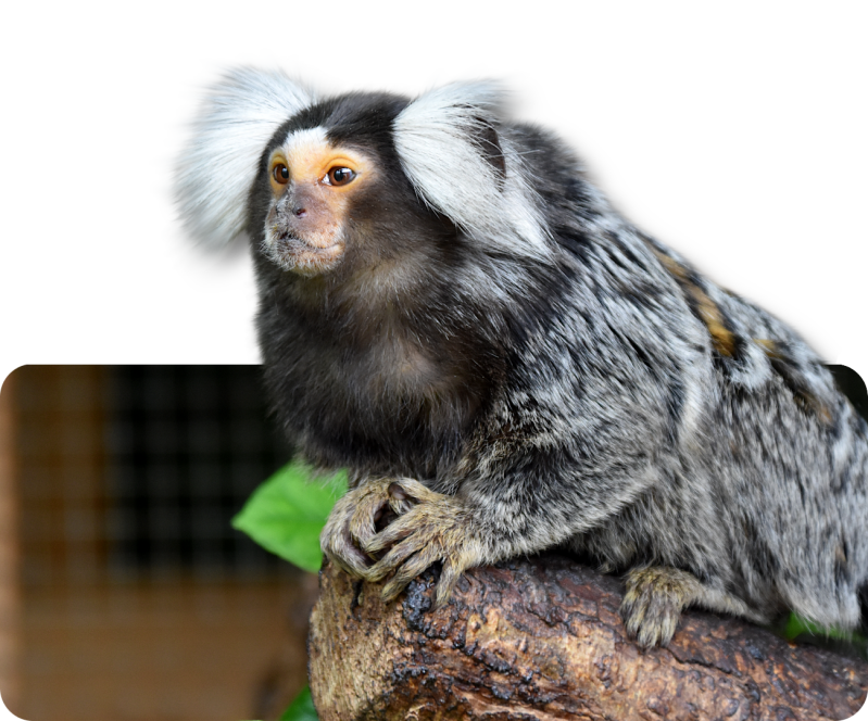 Weißbüscheläffchen