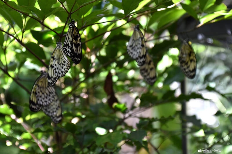 Weiße Baumnymphe | Wilhelma Stuttgart | 11.08.2023