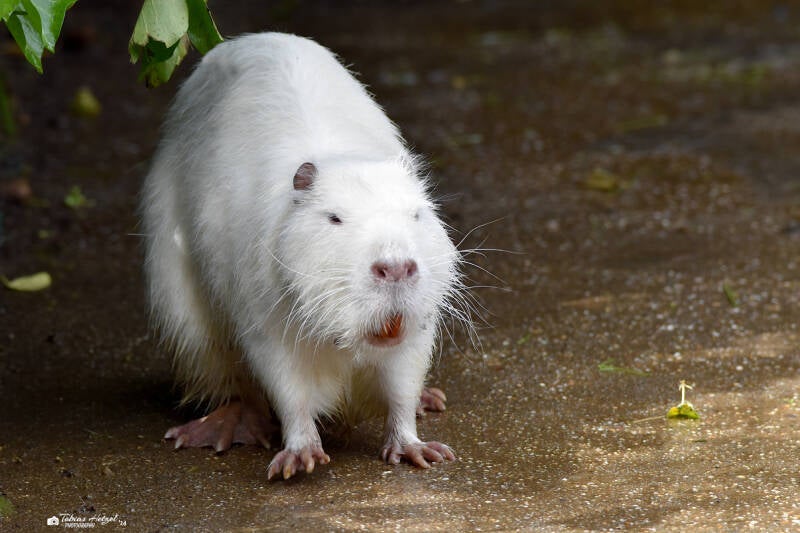 Weiße Nutria | Zie-Zoo, Volkel | 05.07.2021