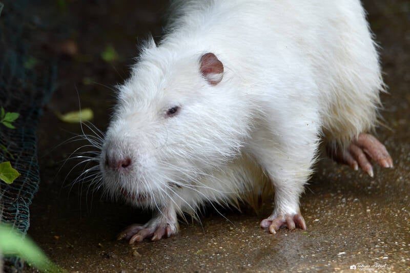Weiße Nutria | Zie-Zoo, Volkel | 05.07.2021