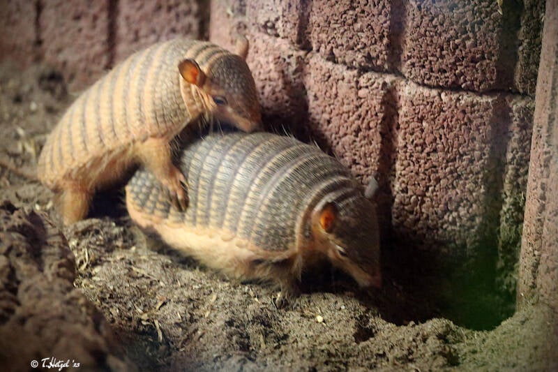 Weißhaar-Gürteltier | Tierpark Donnersberg, Rockenhausen | 13.08.2018