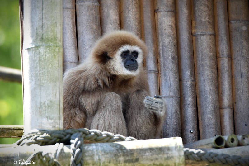 Weißhandgibbon (kein Unterartenstatus)