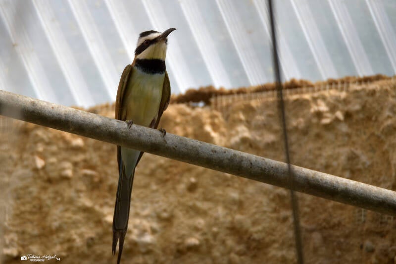 Weißkehlspint | Zoo Krefeld | 02.06.2020