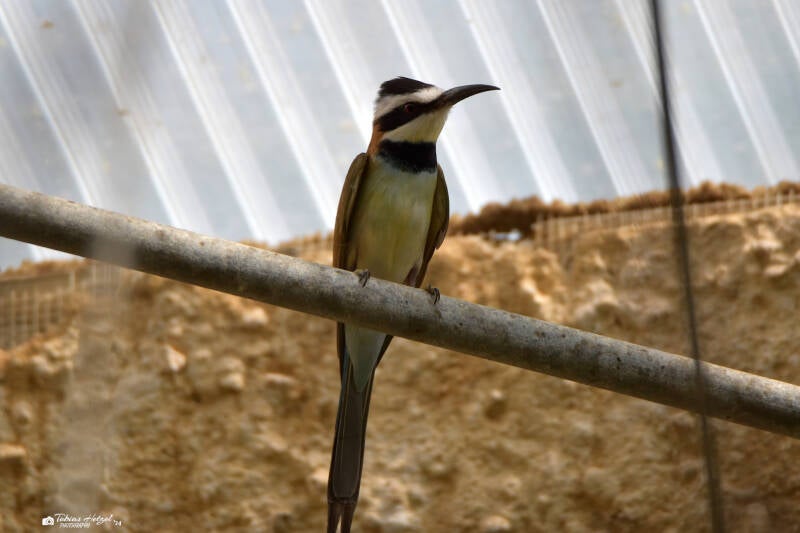 Weißkehlspint | Zoo Krefeld | 02.06.2020