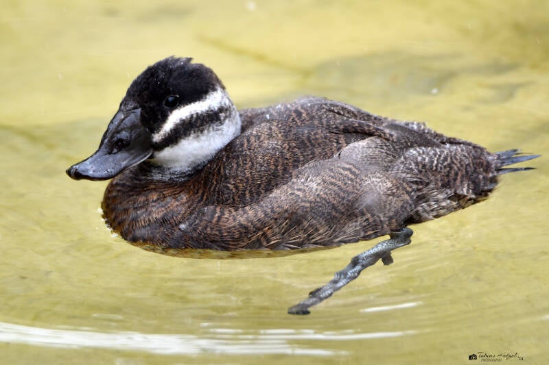 Weißkopf-Ruderente | Zoo Heidelberg | 02.04.2022