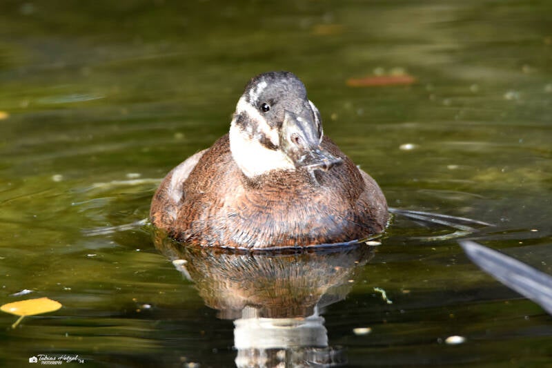 Weißkopf-Ruderente | Zoo Leipzig | 20.10.2020