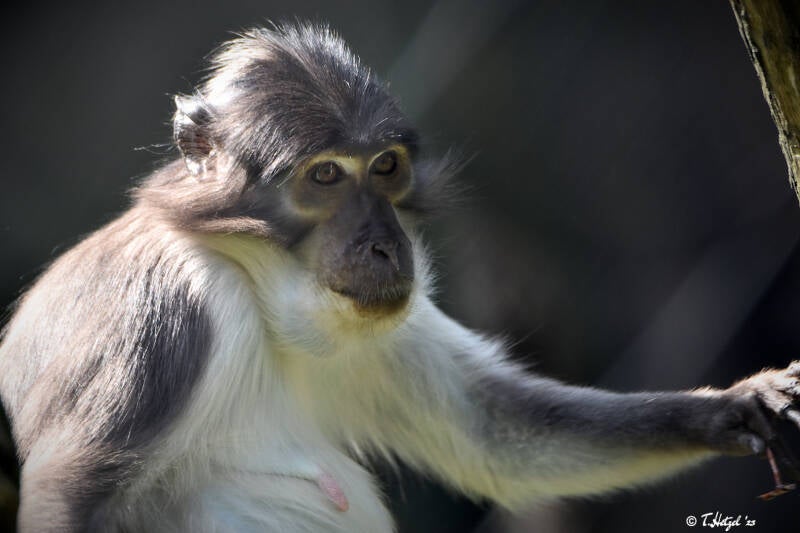 Weißnackenmangabe | Diergaarde Blijdorp, Rotterdam | 09.07.2021