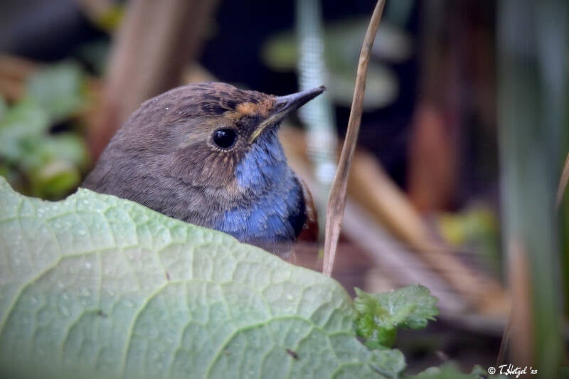 Weißsterniges Blaukhelchen