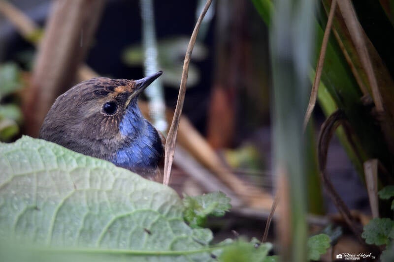 Weißsterniges Blaukehlchen | Zoo Heidelberg | 02.04.2022