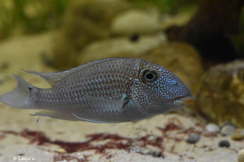 Weißtüpfel-Erdfresser