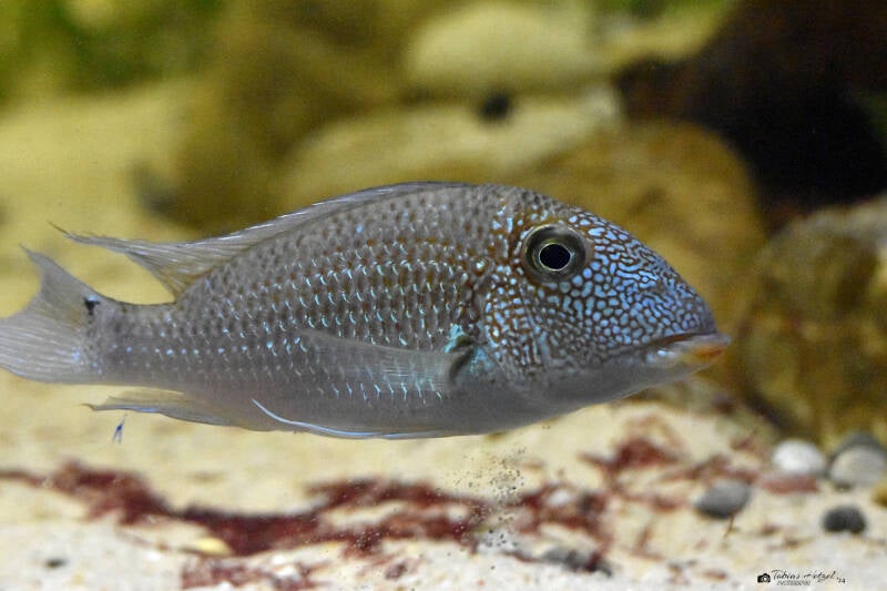 Weißtüpfel-Erdfresser | Vivarium Darmstadt | 25.10.2022