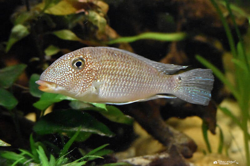 Weißtüpfel-Erdfresser | Vivarium Darmstadt | 25.10.2022