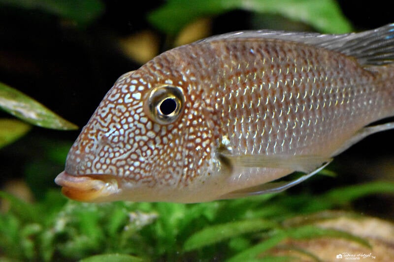 Weißtüpfel-Erdfresser | Vivarium Darmstadt | 25.10.2022