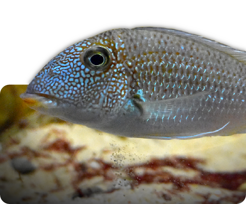 Weißtüpfel-Erdfresser